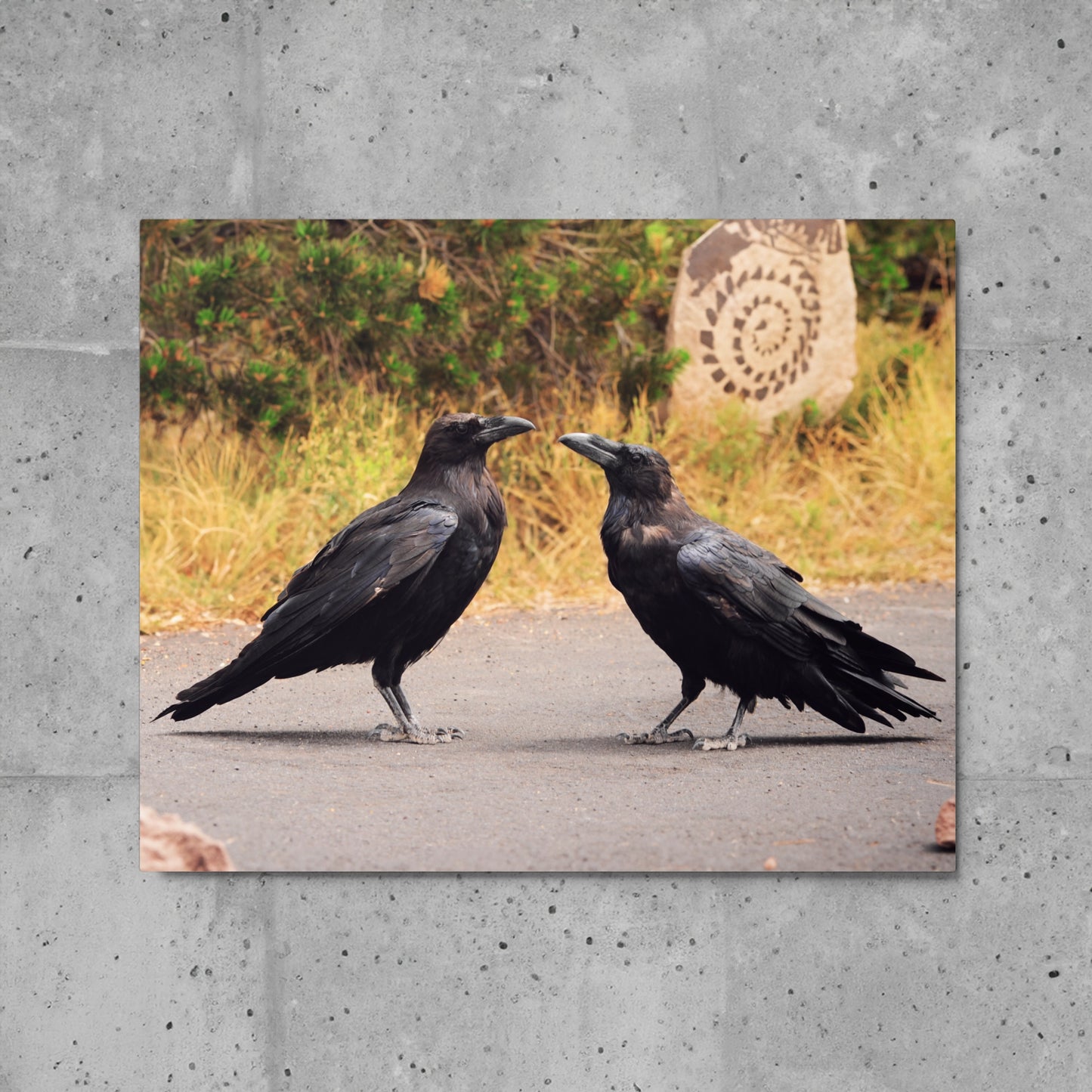 Two Ravens | 16x20 Metal Print - JUNG L WEST