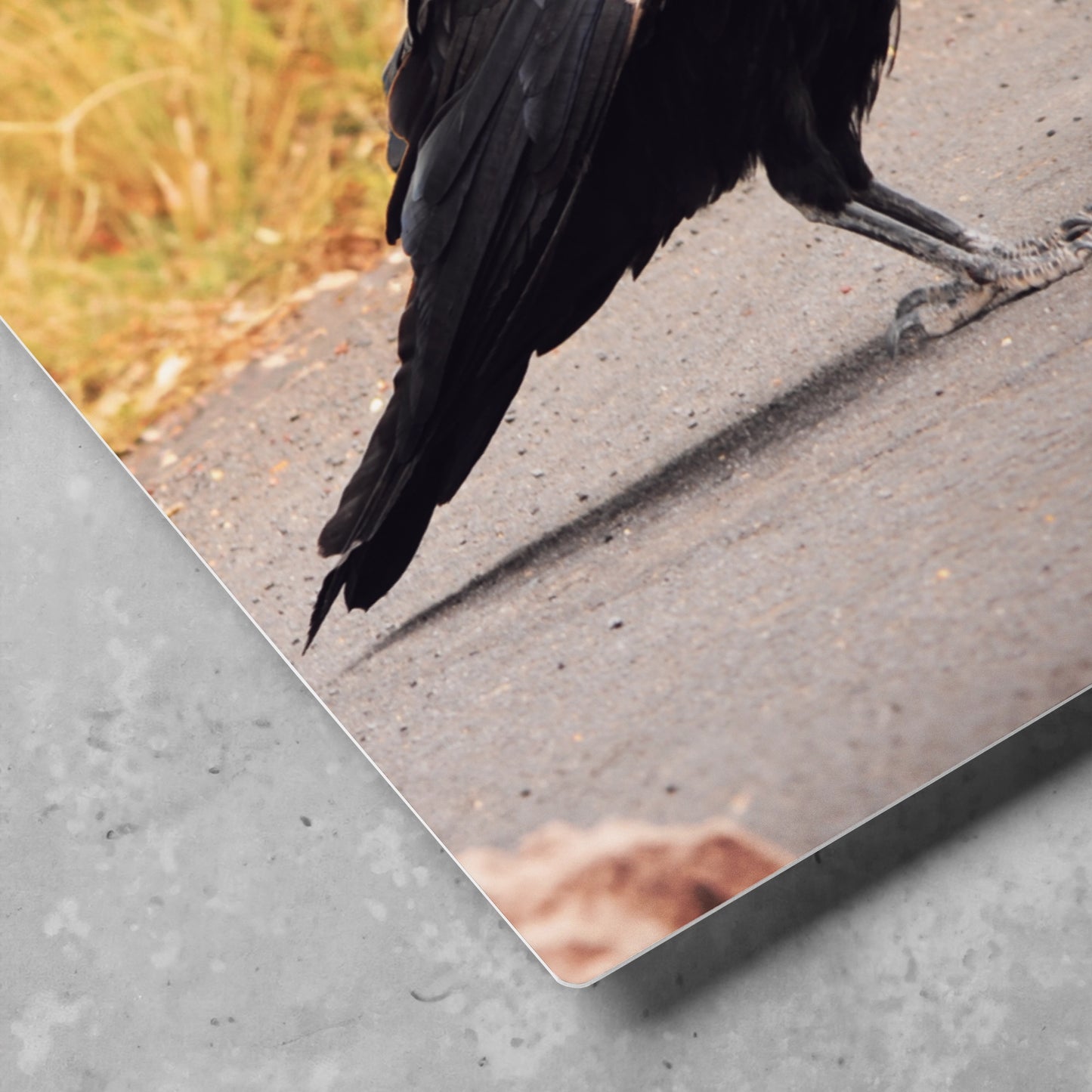 Two Ravens | 16x20 Metal Print - JUNG L WEST