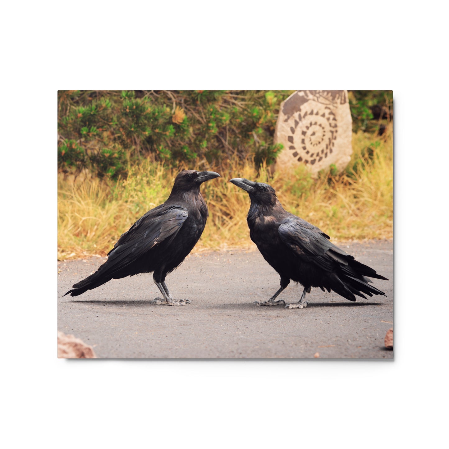 Two Ravens | 16x20 Metal Print - JUNG L WEST