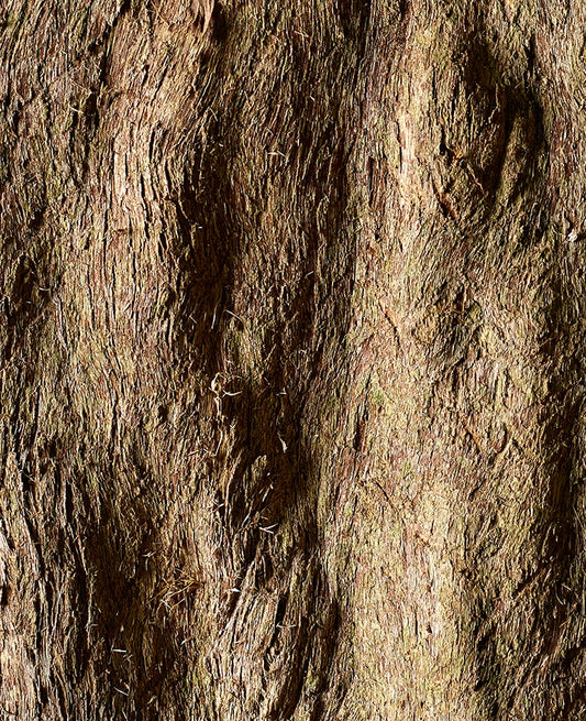 Large Print Texture TIFF 300 DPI Junglwest