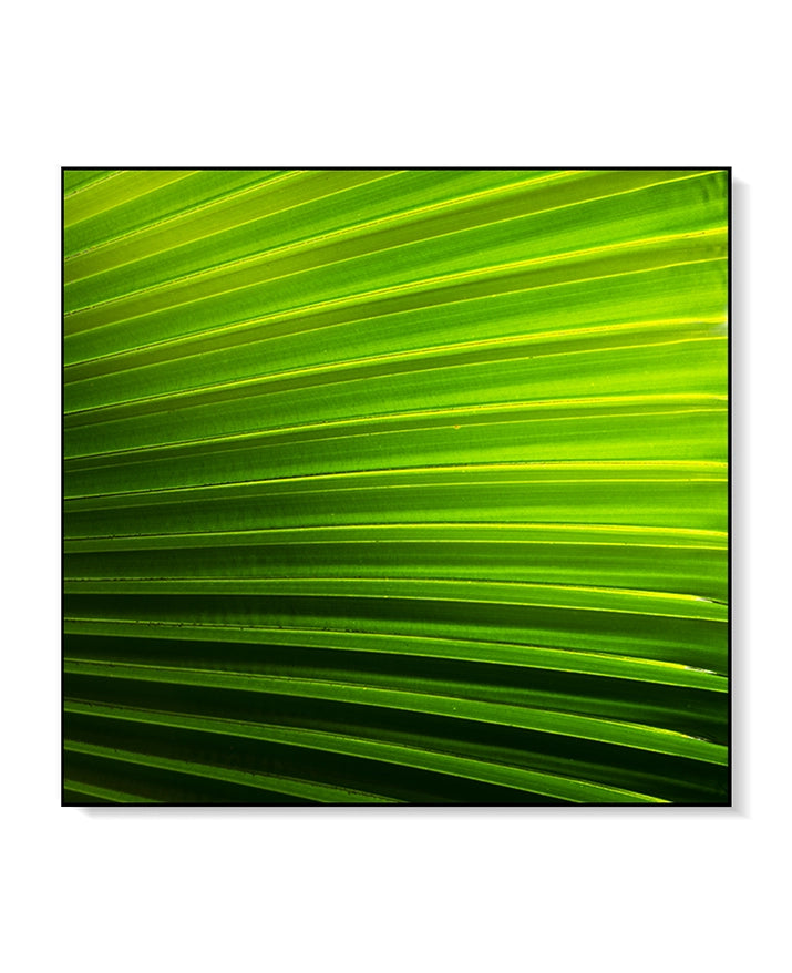 Large Print Texture TIFF 300 DPI Junglwest