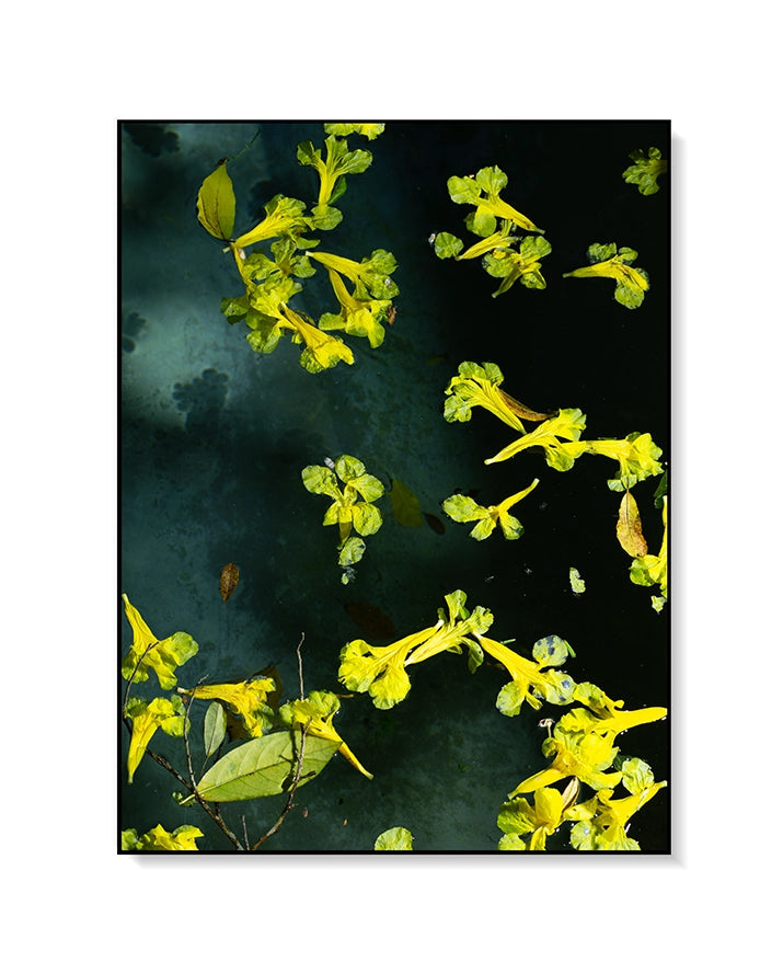 Large Print TIFF 300 DPI Junglwest copyright license