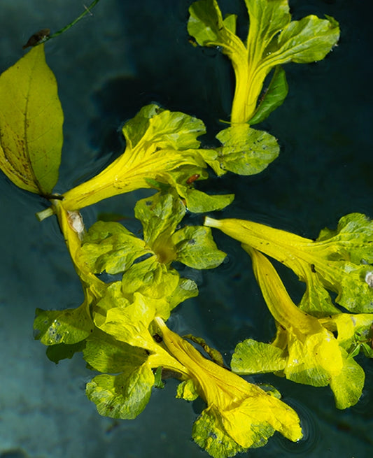 Large Print TIFF 300 DPI Junglwest copyright license