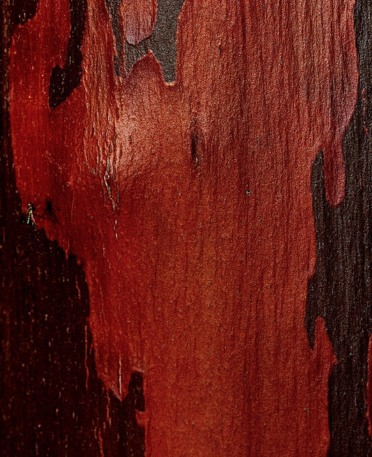 Large Print Texture TIFF 300 DPI Junglwest