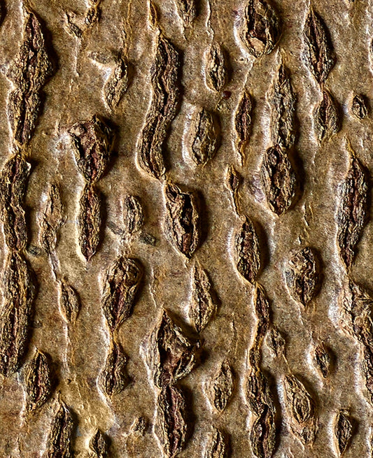 Large Print Texture TIFF 300 DPI Junglwest copyright license