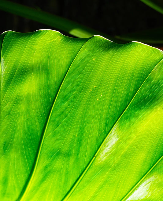 Large Print TIFF 300 DPI Junglwest copyright license