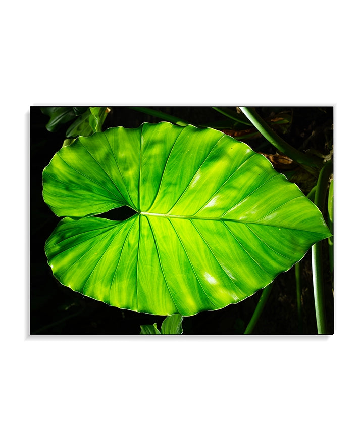 Large Print TIFF 300 DPI Junglwest copyright license