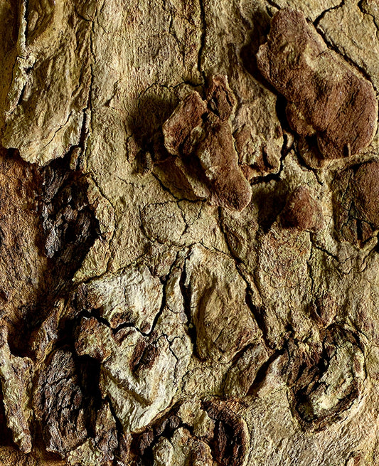 Large Print Texture TIFF 300 DPI Junglwest copyright license