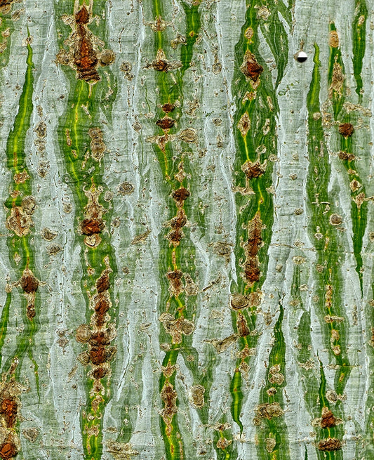 Large Print TIFF 300 DPI Junglwest copyright license