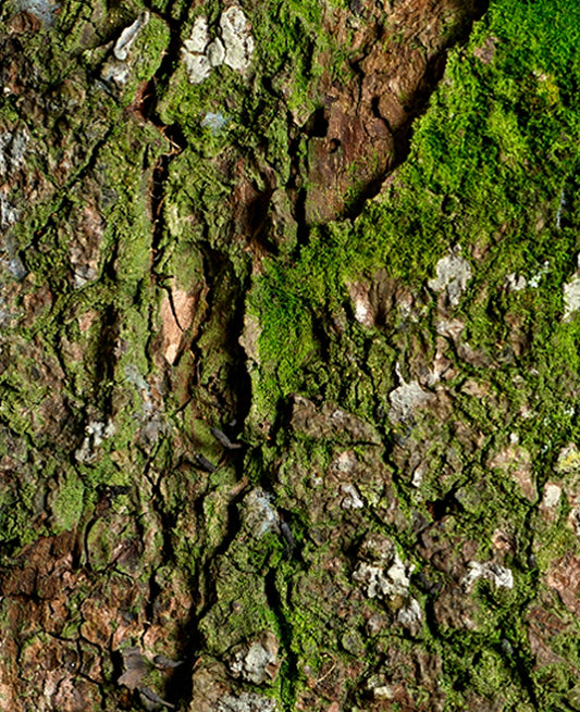 Large Print Texture TIFF 300 DPI Junglwest