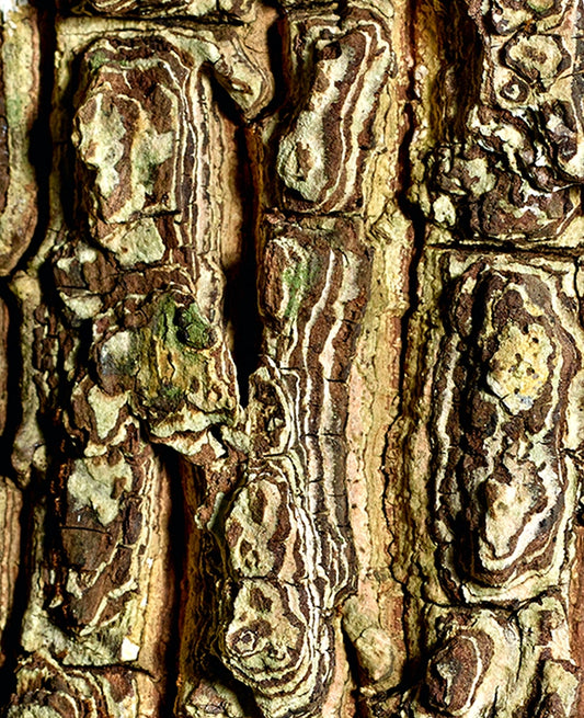 Large Print TIFF 300 DPI Junglwest copyright license