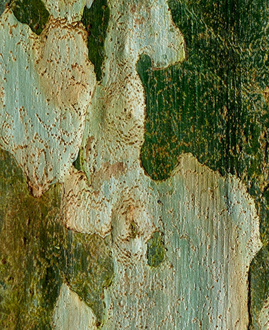 Large Print TIFF 300 DPI Junglwest copyright license