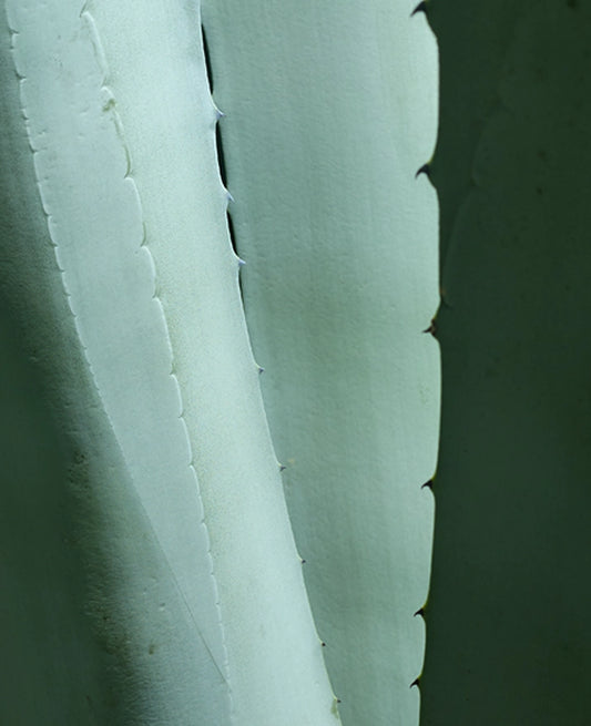 Large Print TIFF 300 DPI Junglwest copyright license