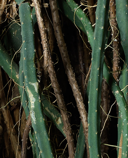 Large Print Texture TIFF 300 DPI Junglwest copyright license