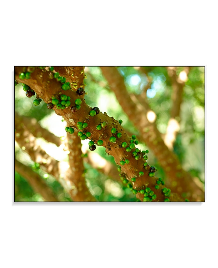 Large Print TIFF 300 DPI Junglwest copyright license