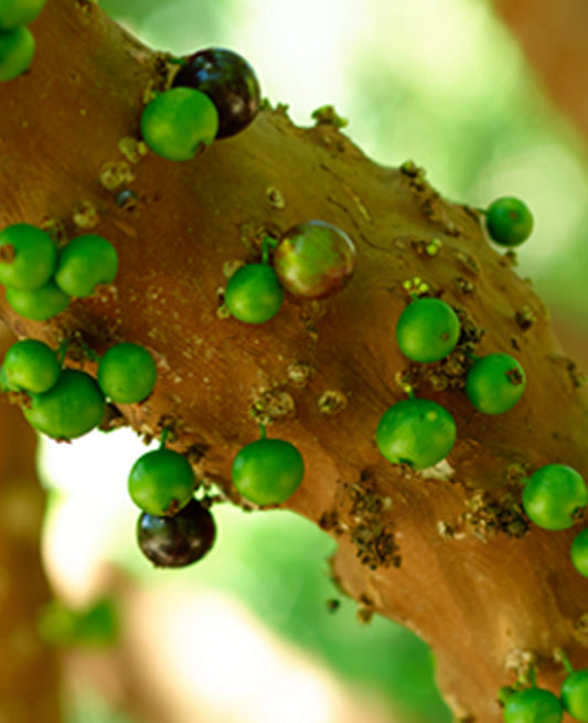 Large Print TIFF 300 DPI Junglwest copyright license