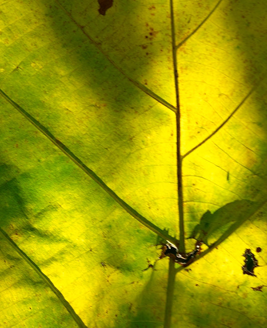 Large Print Texture TIFF 300 DPI Junglwest