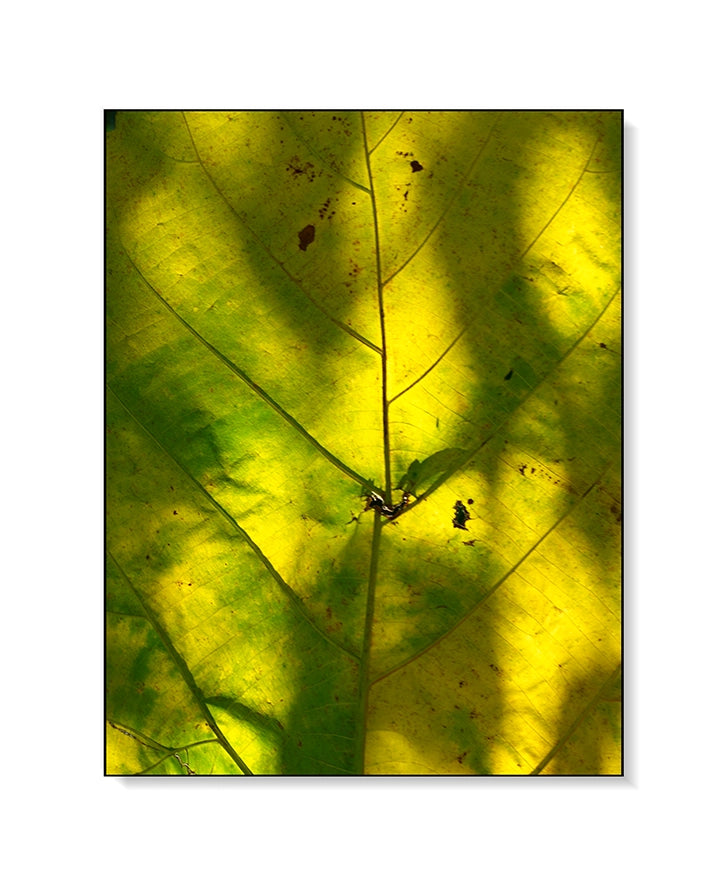 Large Print Texture TIFF 300 DPI Junglwest