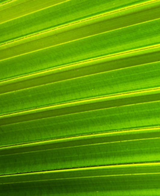 Large Print Texture TIFF 300 DPI Junglwest